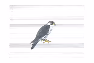lawrence-english-peregrine.jpg