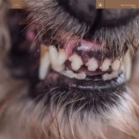blanck_mass.jpeg
