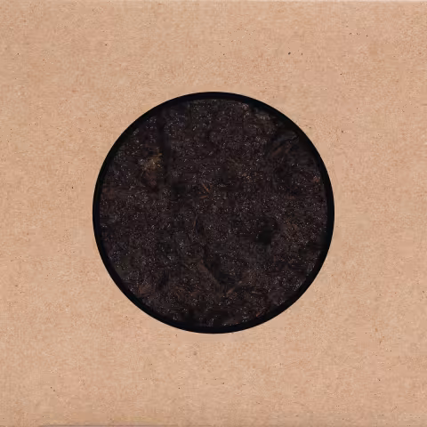 swans-birthing.jpg