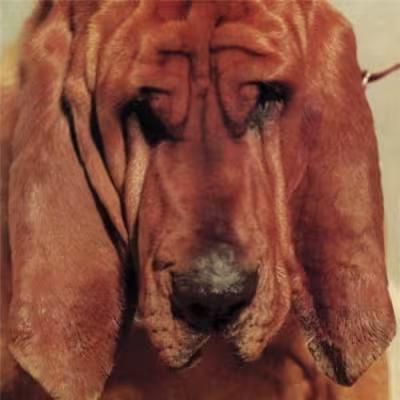 tysegall.jpg
