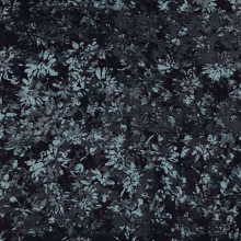 a3532659127_10.jpg
