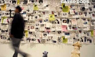Evidence-donne-des-nouvelles-de-CatsDogs.jpg