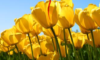 Tulips.jpg