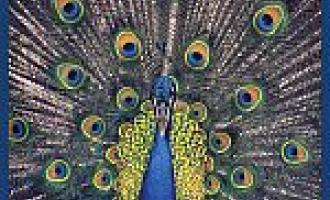 bluetones.jpg