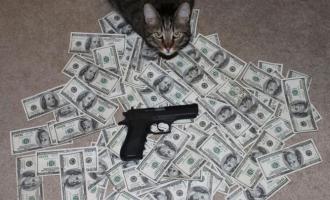catgun.jpg