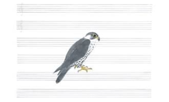 lawrence-english-peregrine.jpg